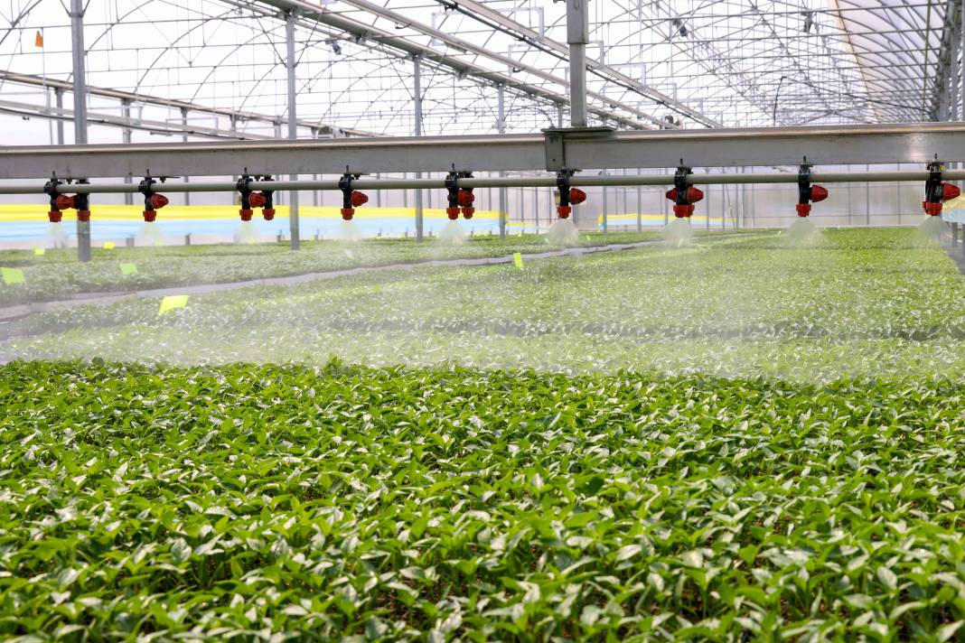 Konya’nın fidesini Meram yetiştiriyor! Satışlar başladı 7